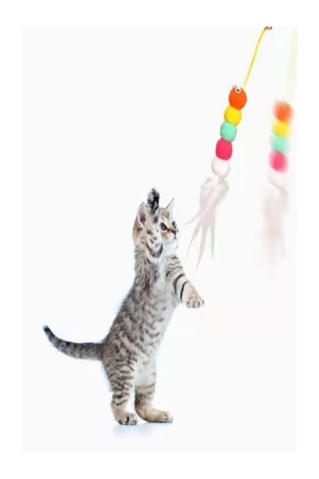 Elastik Yapışkanlı Kedi Oyun Oltası